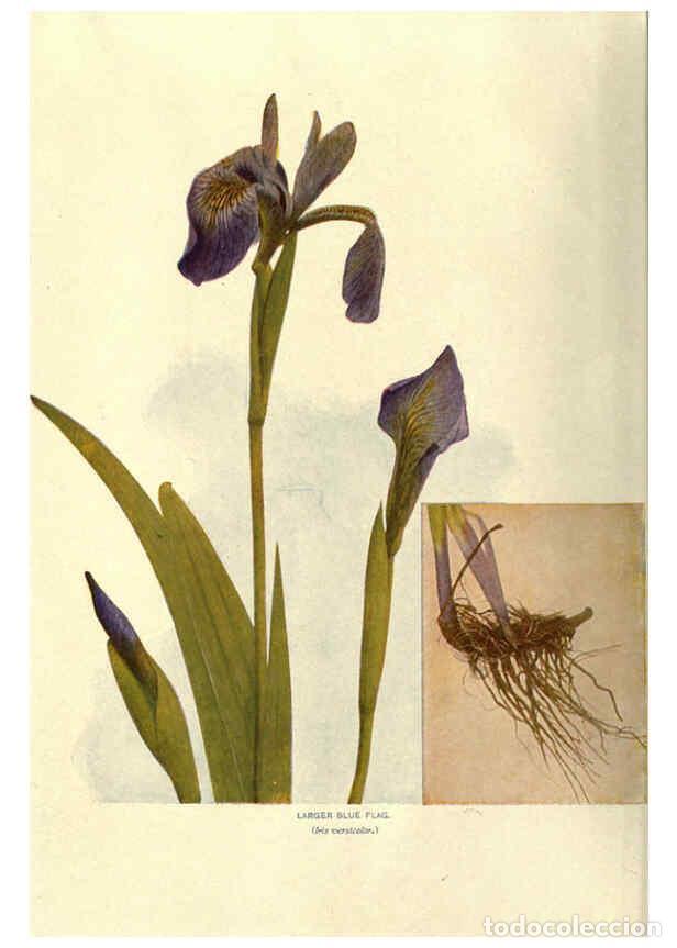 Collezionismo di Riviste e Giornali: Reproducci&oacute;n/Reproduction 6288979332: Nature's garden; an aid to knowledge of our wild flowers and t