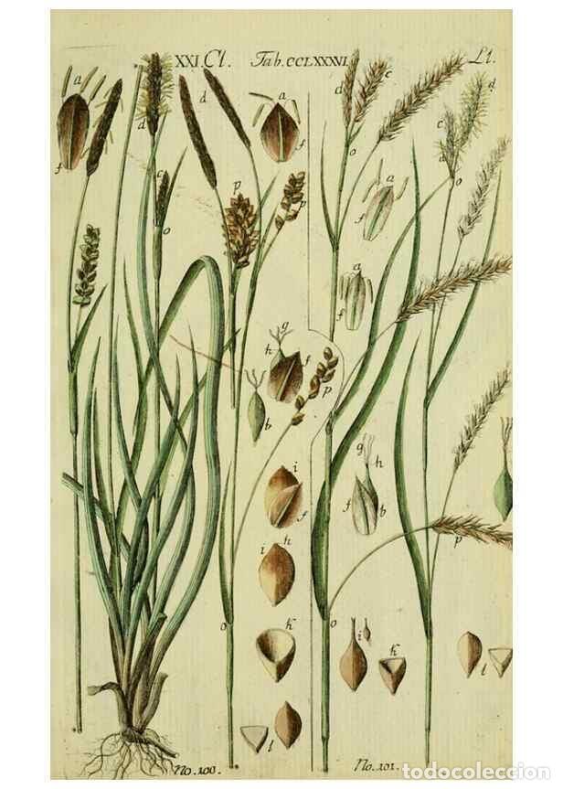 Collezionismo di Riviste e Giornali: Reproducci&oacute;n/Reproduction 8288480774: Beschreibung und Abbildung der theils bekannten, theils noch n