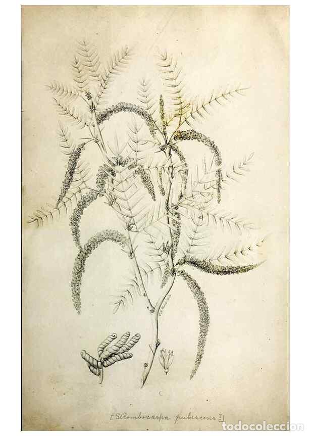 Collezionismo di Riviste e Giornali: Reproducci&oacute;n/Reproduction 8283245163: Drawings/prints associated with USPRR reports & photographs/ar