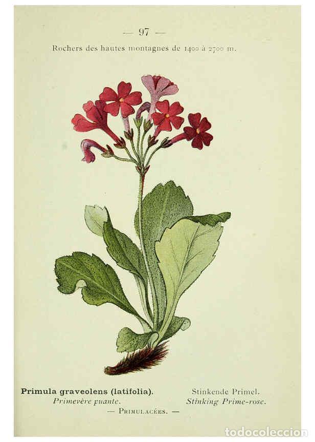 Collezionismo di Riviste e Giornali: Reproducci&oacute;n/Reproduction 6298821050: Nouvelle flore colori&eacute;e de poche des Alpes et des Pyr&eacute;n&eacute;es. v.