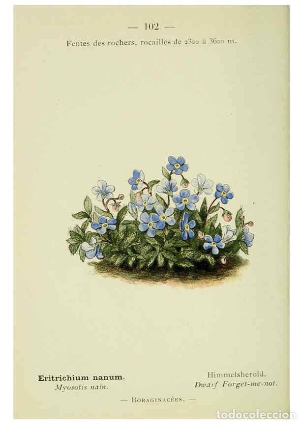 Collezionismo di Riviste e Giornali: Reproducci&oacute;n/Reproduction 6298291801: Nouvelle flore colori&eacute;e de poche des Alpes et des Pyr&eacute;n&eacute;es. v.