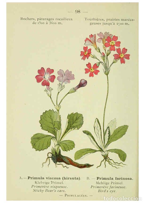 Collezionismo di Riviste e Giornali: Reproducci&oacute;n/Reproduction 6298290277: Nouvelle flore colori&eacute;e de poche des Alpes et des Pyr&eacute;n&eacute;es. v.