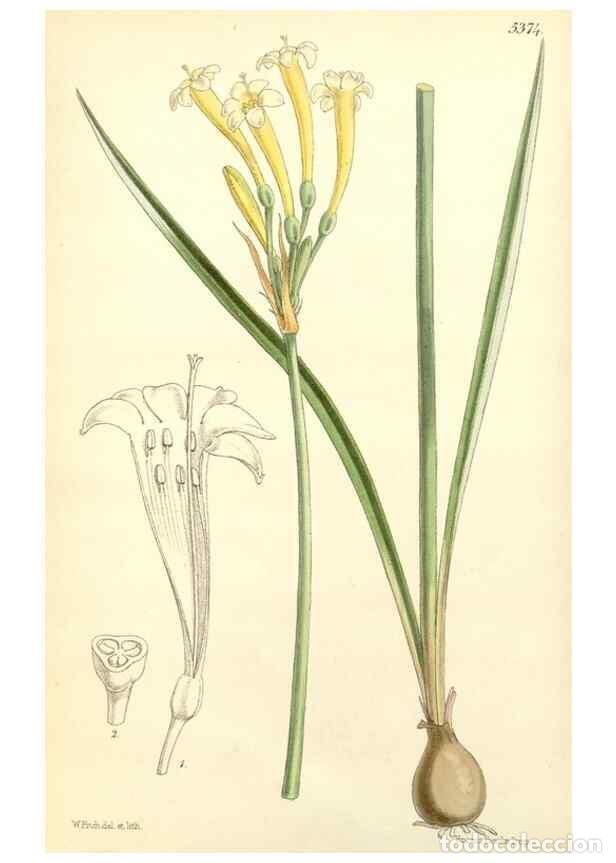 Collezionismo di Riviste e Giornali: Reproducci&oacute;n/Reproduction 8271543219: Curtis's botanical magazine.. London ;New York [etc.] :Academi