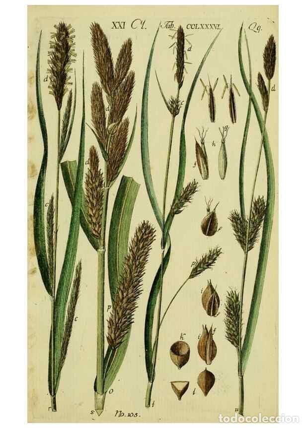 Collezionismo di Riviste e Giornali: Reproducci&oacute;n/Reproduction 8288485104: Beschreibung und Abbildung der theils bekannten, theils noch n