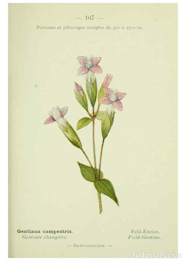 Collezionismo di Riviste e Giornali: Reproducci&oacute;n/Reproduction 6298293117: Nouvelle flore colori&eacute;e de poche des Alpes et des Pyr&eacute;n&eacute;es. v.