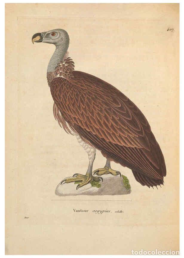Collezionismo di Riviste e Giornali: Reproducci&oacute;n/Reproduction 6285701821: Nouveau recueil de planches colori&eacute;es d'oiseaux A Strasbourgh