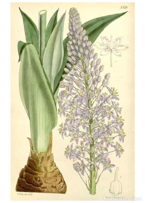 Collezionismo di Riviste e Giornali: Reproducci&oacute;n/Reproduction 8271550655: Curtis's botanical magazine.. London ;New York [etc.] :Academi