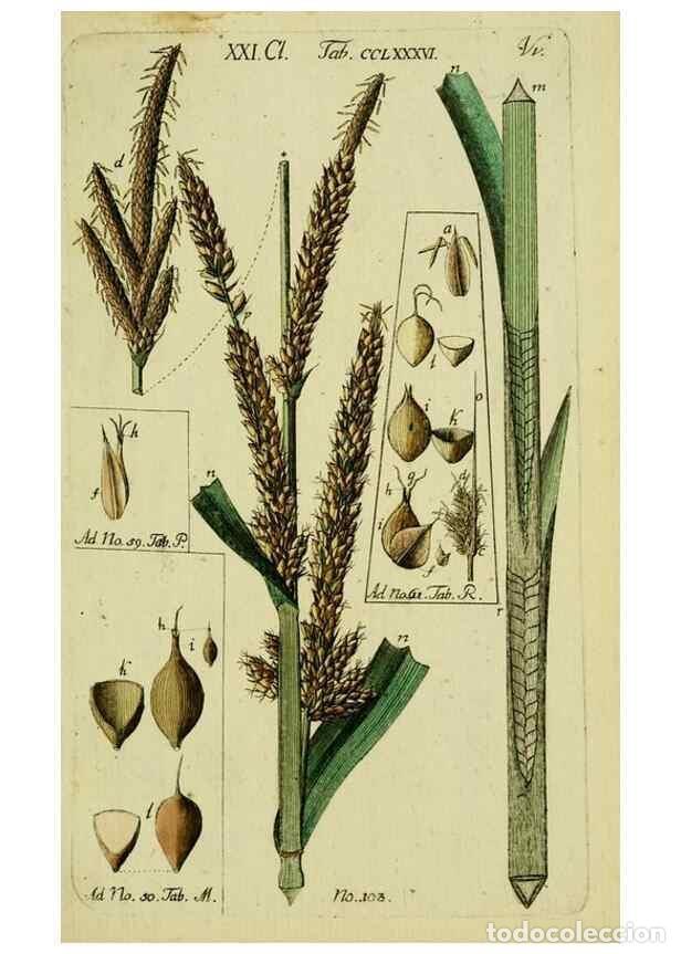 Collezionismo di Riviste e Giornali: Reproducci&oacute;n/Reproduction 8287430203: Beschreibung und Abbildung der theils bekannten, theils noch n