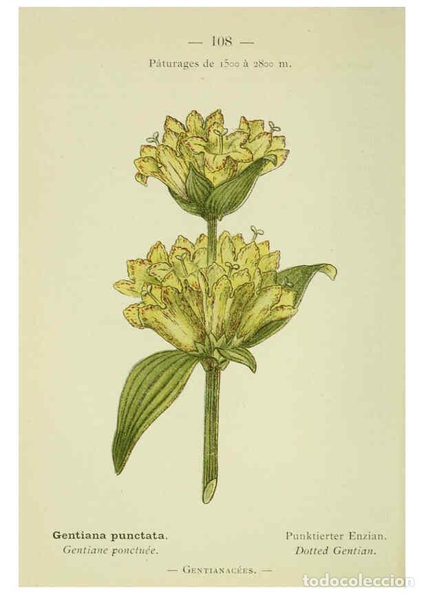 Collezionismo di Riviste e Giornali: Reproducci&oacute;n/Reproduction 6298824274: Nouvelle flore colori&eacute;e de poche des Alpes et des Pyr&eacute;n&eacute;es. v.