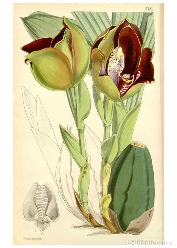 Collezionismo di Riviste e Giornali: Reproducci&oacute;n/Reproduction 8271567363: Curtis's botanical magazine.. London ;New York [etc.] :Academi