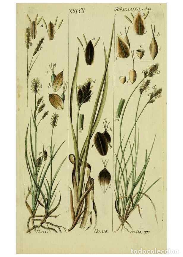 Collezionismo di Riviste e Giornali: Reproducci&oacute;n/Reproduction 8287433929: Beschreibung und Abbildung der theils bekannten, theils noch n