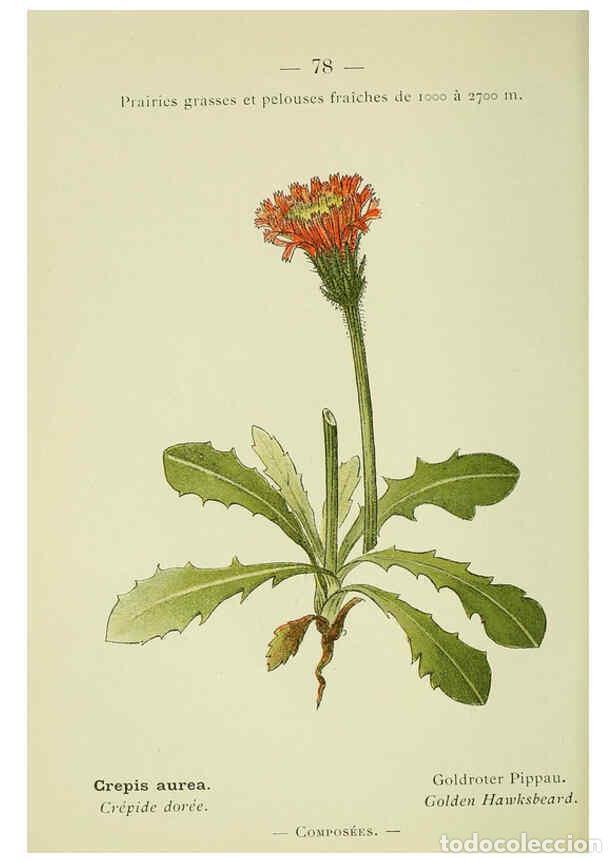 Collezionismo di Riviste e Giornali: Reproducci&oacute;n/Reproduction 6298284139: Nouvelle flore colori&eacute;e de poche des Alpes et des Pyr&eacute;n&eacute;es. v.