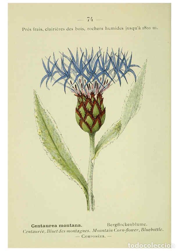 Collezionismo di Riviste e Giornali: Reproducci&oacute;n/Reproduction 6298814236: Nouvelle flore colori&eacute;e de poche des Alpes et des Pyr&eacute;n&eacute;es. v.