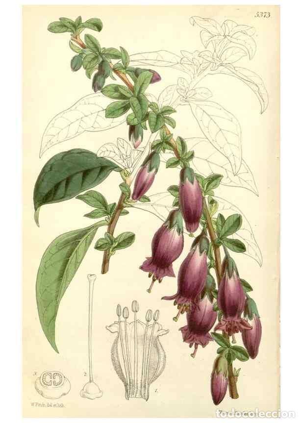 Collezionismo di Riviste e Giornali: Reproducci&oacute;n/Reproduction 8272611528: Curtis's botanical magazine.. London ;New York [etc.] :Academi