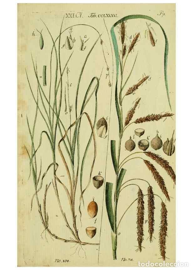 Collezionismo di Riviste e Giornali: Reproducci&oacute;n/Reproduction 8287424725: Beschreibung und Abbildung der theils bekannten, theils noch n