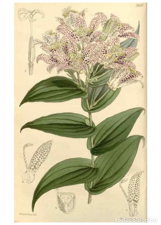 Collezionismo di Riviste e Giornali: Reproducci&oacute;n/Reproduction 8271525191: Curtis's botanical magazine.. London ;New York [etc.] :Academi