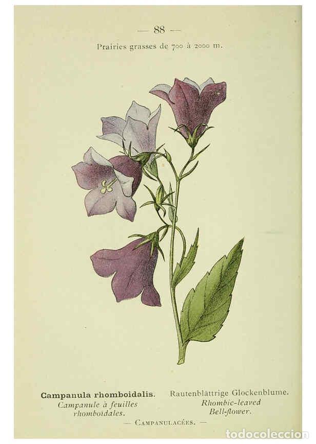 Collezionismo di Riviste e Giornali: Reproducci&oacute;n/Reproduction 6298287049: Nouvelle flore colori&eacute;e de poche des Alpes et des Pyr&eacute;n&eacute;es. v.