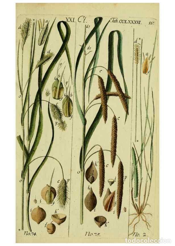 Collezionismo di Riviste e Giornali: Reproducci&oacute;n/Reproduction 8287408009: Beschreibung und Abbildung der theils bekannten, theils noch n