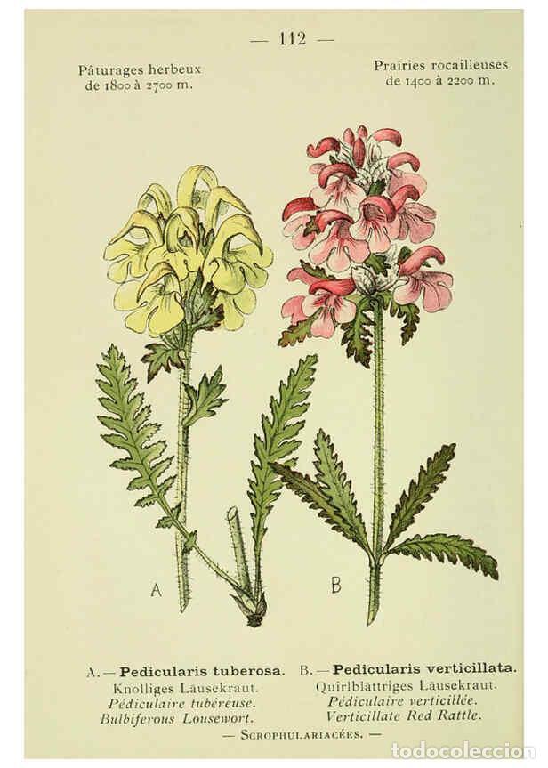 Collezionismo di Riviste e Giornali: Reproducci&oacute;n/Reproduction 6298825508: Nouvelle flore colori&eacute;e de poche des Alpes et des Pyr&eacute;n&eacute;es. v.