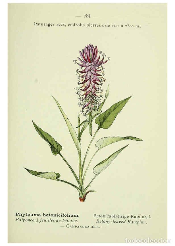 Collezionismo di Riviste e Giornali: Reproducci&oacute;n/Reproduction 6298818540: Nouvelle flore colori&eacute;e de poche des Alpes et des Pyr&eacute;n&eacute;es. v.