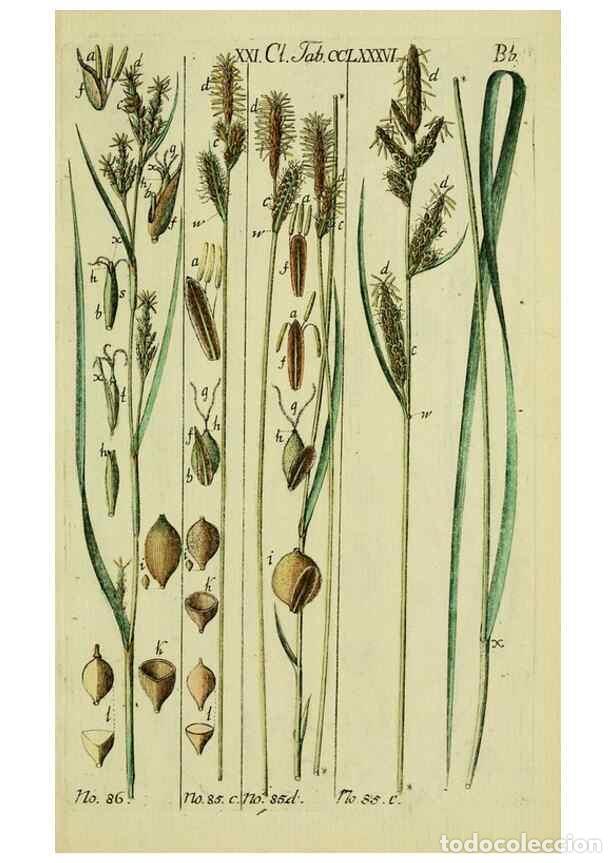 Collezionismo di Riviste e Giornali: Reproducci&oacute;n/Reproduction 8288472636: Beschreibung und Abbildung der theils bekannten, theils noch n