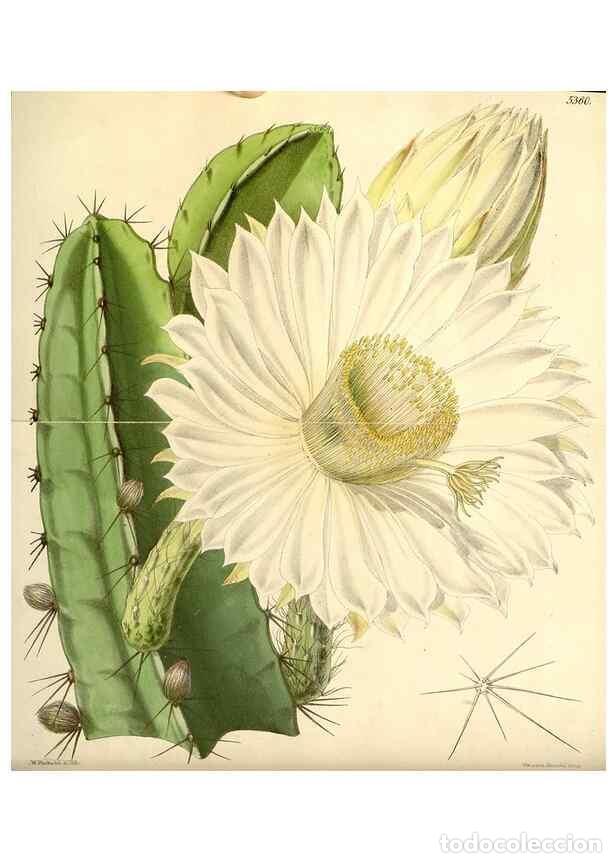 Collezionismo di Riviste e Giornali: Reproducci&oacute;n/Reproduction 8271528889: Curtis's botanical magazine.. London ;New York [etc.] :Academi