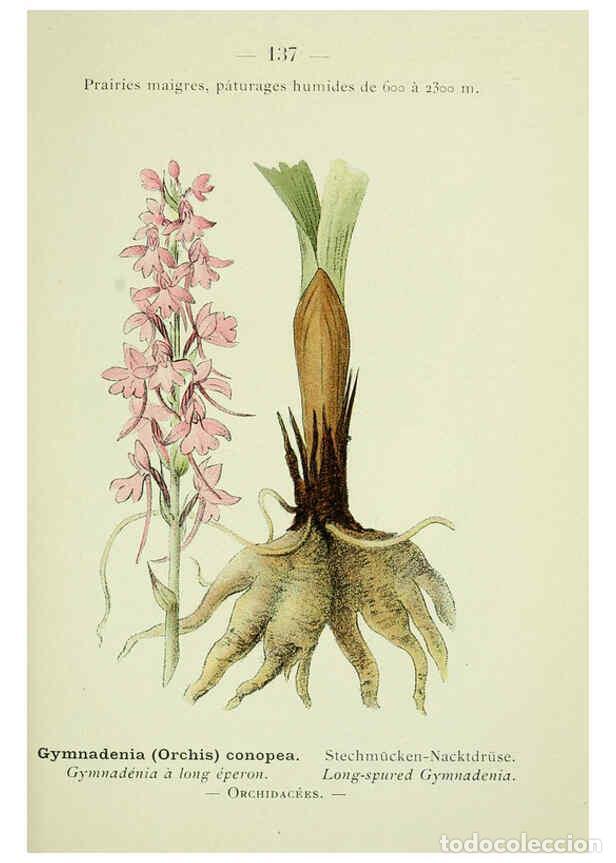 Collezionismo di Riviste e Giornali: Reproducci&oacute;n/Reproduction 6298832236: Nouvelle flore colori&eacute;e de poche des Alpes et des Pyr&eacute;n&eacute;es. v.