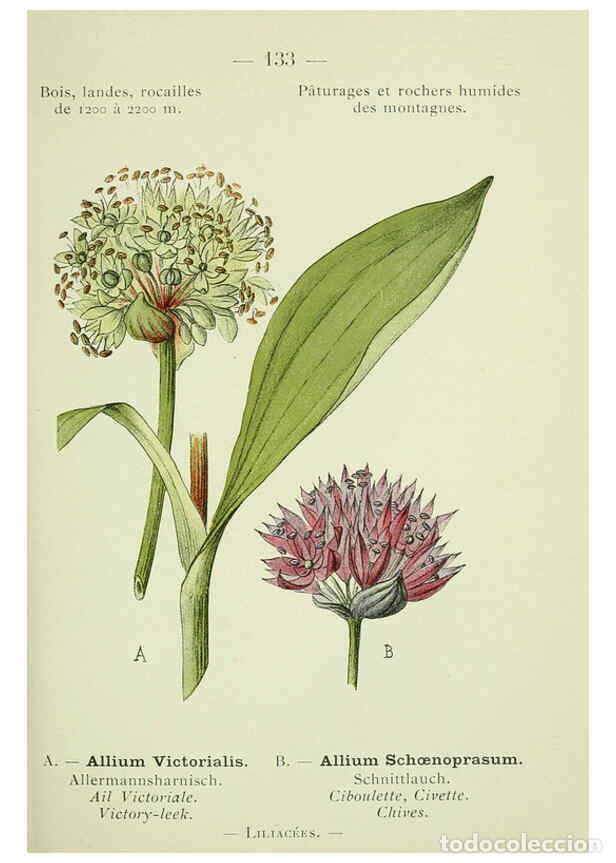 Collezionismo di Riviste e Giornali: Reproducci&oacute;n/Reproduction 6298831138: Nouvelle flore colori&eacute;e de poche des Alpes et des Pyr&eacute;n&eacute;es. v.