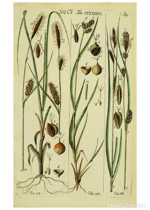 Collezionismo di Riviste e Giornali: Reproducci&oacute;n/Reproduction 8288477372: Beschreibung und Abbildung der theils bekannten, theils noch n