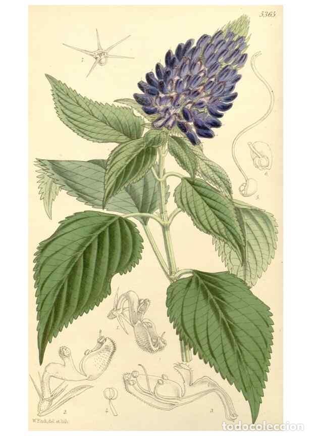 Collezionismo di Riviste e Giornali: Reproducci&oacute;n/Reproduction 8272601594: Curtis's botanical magazine.. London ;New York [etc.] :Academi