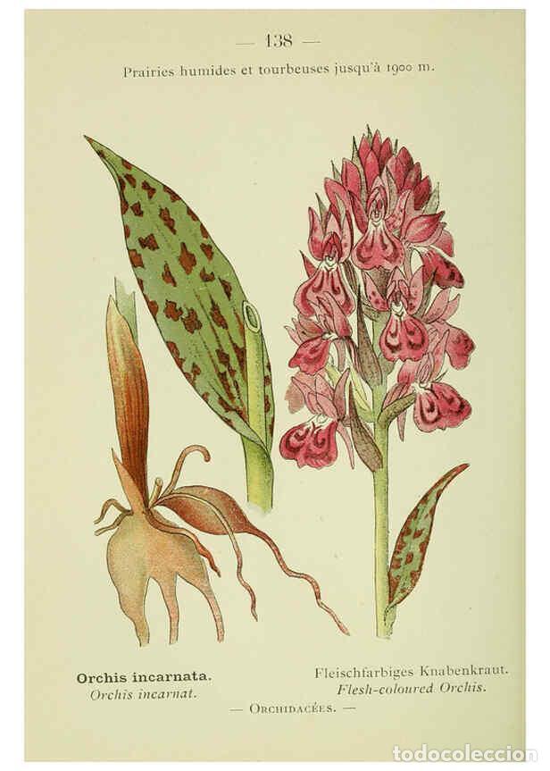 Collezionismo di Riviste e Giornali: Reproducci&oacute;n/Reproduction 6298301623: Nouvelle flore colori&eacute;e de poche des Alpes et des Pyr&eacute;n&eacute;es. v.