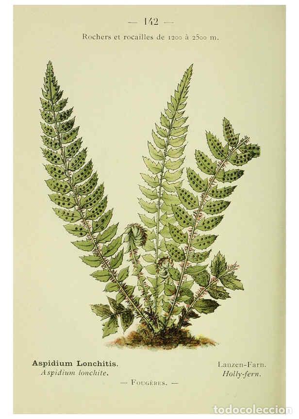 Collezionismo di Riviste e Giornali: Reproducci&oacute;n/Reproduction 6298833546: Nouvelle flore colori&eacute;e de poche des Alpes et des Pyr&eacute;n&eacute;es. v.