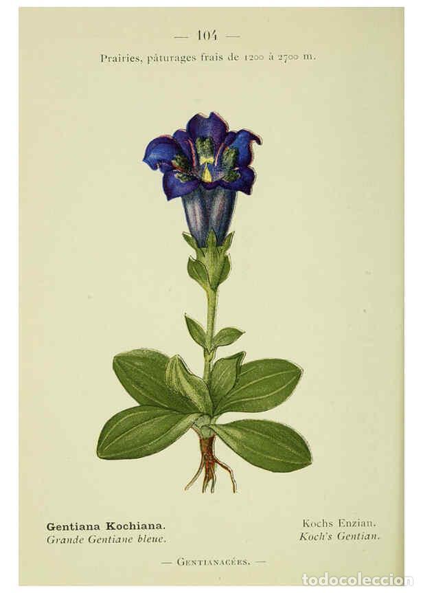 Collezionismo di Riviste e Giornali: Reproducci&oacute;n/Reproduction 6298823250: Nouvelle flore colori&eacute;e de poche des Alpes et des Pyr&eacute;n&eacute;es. v.