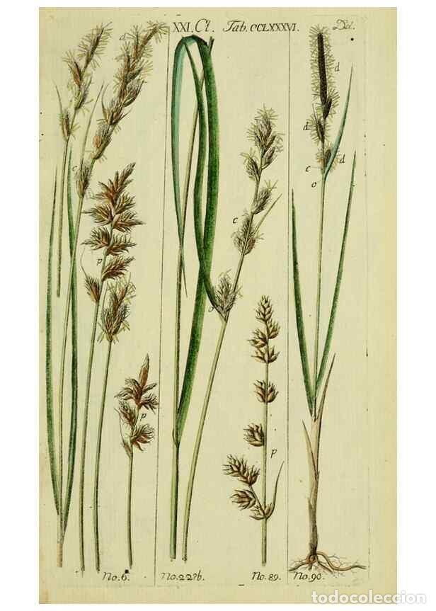 Collezionismo di Riviste e Giornali: Reproducci&oacute;n/Reproduction 8288474290: Beschreibung und Abbildung der theils bekannten, theils noch n