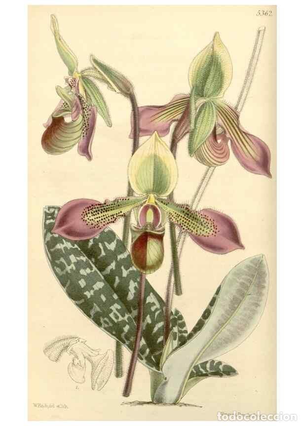 Collezionismo di Riviste e Giornali: Reproducci&oacute;n/Reproduction 8272599430: Curtis's botanical magazine.. London ;New York [etc.] :Academi