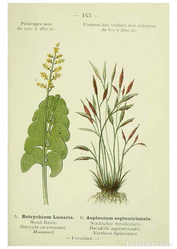 Collezionismo di Riviste e Giornali: Reproducci&oacute;n/Reproduction 6298303043: Nouvelle flore colori&eacute;e de poche des Alpes et des Pyr&eacute;n&eacute;es. v.