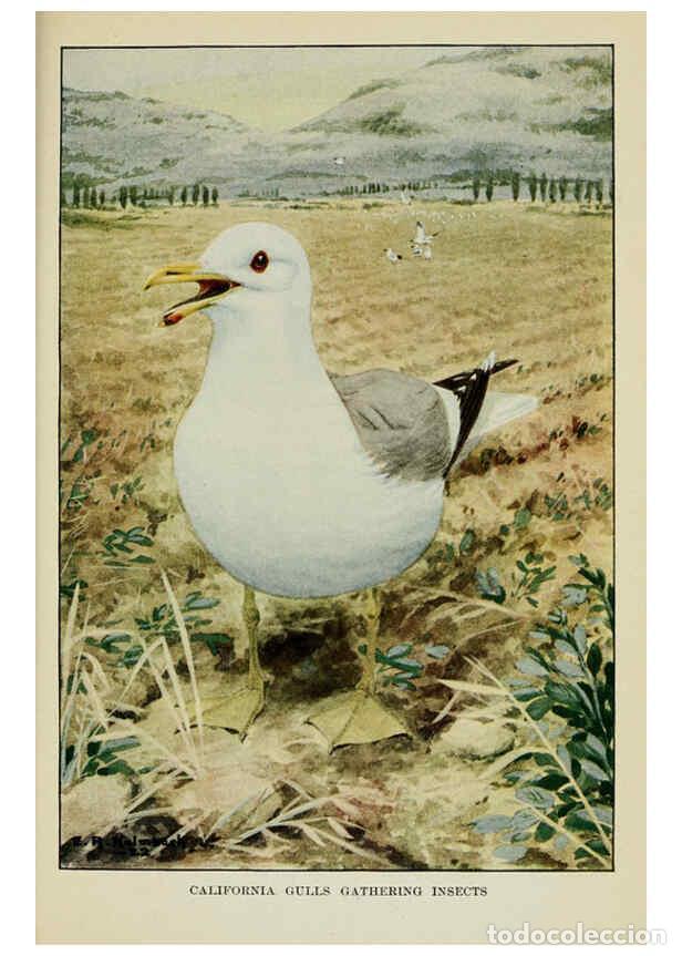 Collezionismo di Riviste e Giornali: Reproducci&oacute;n/Reproduction 6298874914: Knowing birds through stories New York: Funk & Wagnalls compan