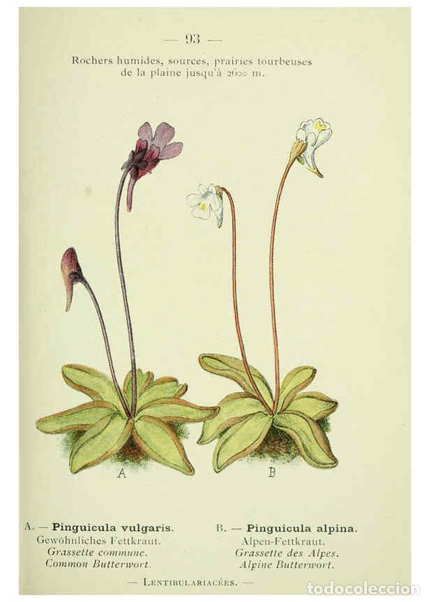 Collezionismo di Riviste e Giornali: Reproducci&oacute;n/Reproduction 6298288645: Nouvelle flore colori&eacute;e de poche des Alpes et des Pyr&eacute;n&eacute;es. v.