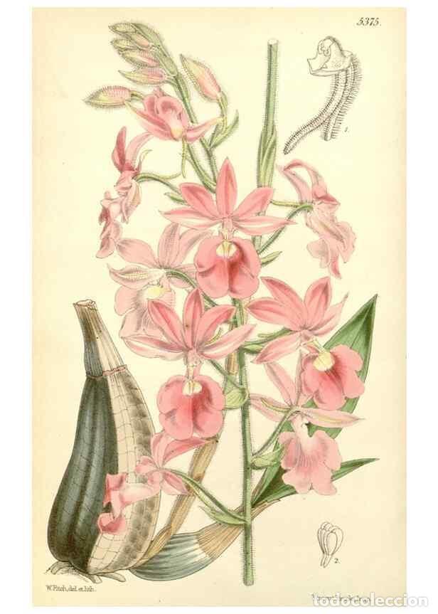 Collezionismo di Riviste e Giornali: Reproducci&oacute;n/Reproduction 8272614748: Curtis's botanical magazine.. London ;New York [etc.] :Academi