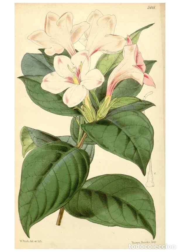 Collezionismo di Riviste e Giornali: Reproducci&oacute;n/Reproduction 8272669244: Curtis's botanical magazine.. London ;New York [etc.] :Academi