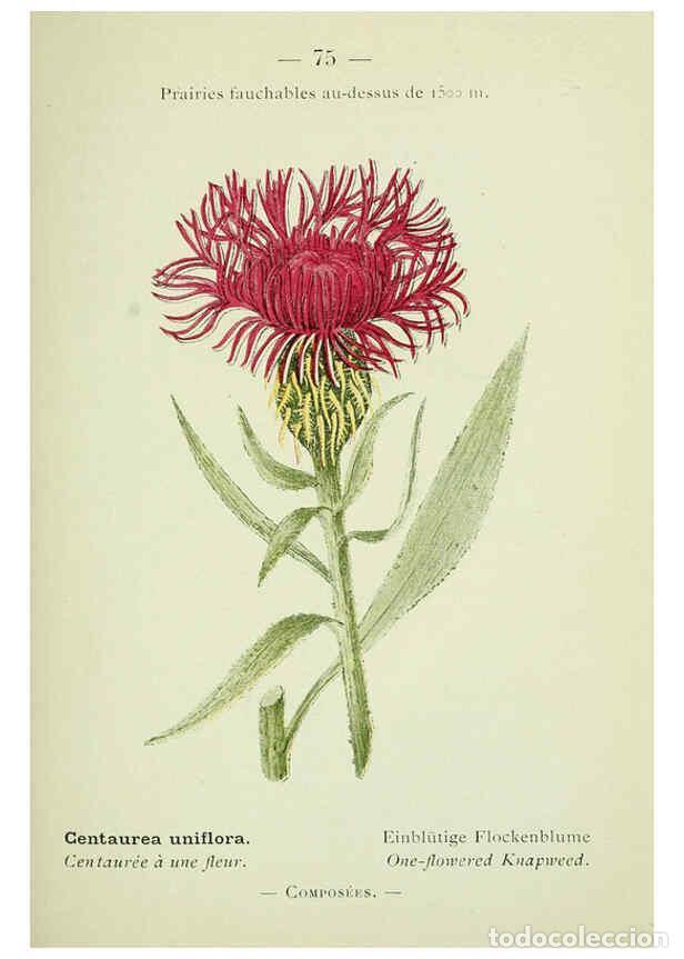 Collezionismo di Riviste e Giornali: Reproducci&oacute;n/Reproduction 6298283221: Nouvelle flore colori&eacute;e de poche des Alpes et des Pyr&eacute;n&eacute;es. v.