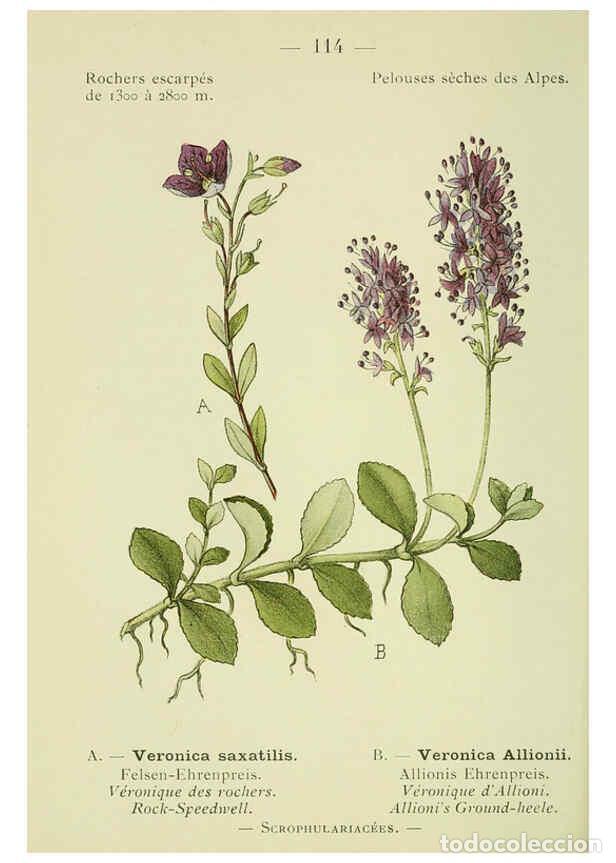 Collezionismo di Riviste e Giornali: Reproducci&oacute;n/Reproduction 6298295057: Nouvelle flore colori&eacute;e de poche des Alpes et des Pyr&eacute;n&eacute;es. v.