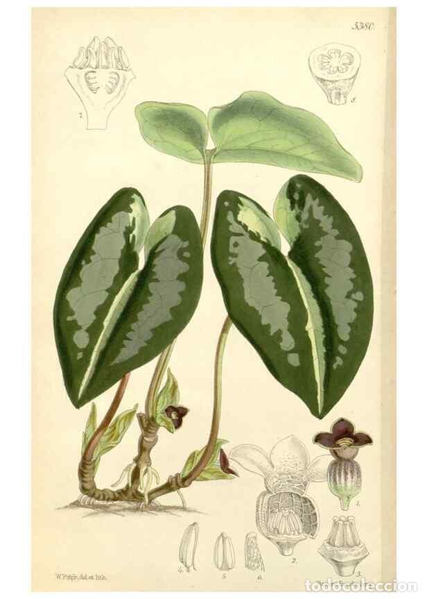 Collezionismo di Riviste e Giornali: Reproducci&oacute;n/Reproduction 8271552287: Curtis's botanical magazine.. London ;New York [etc.] :Academi