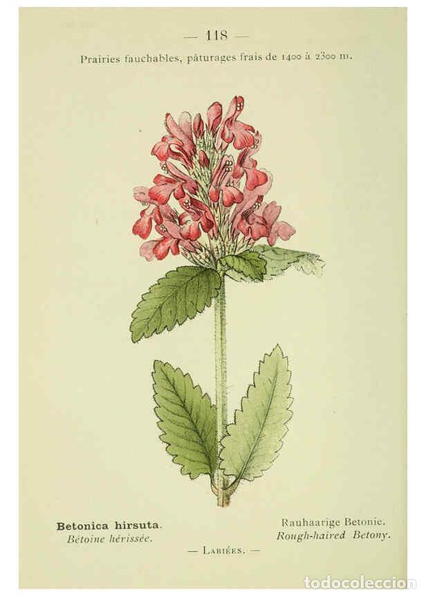 Collezionismo di Riviste e Giornali: Reproducci&oacute;n/Reproduction 6298826926: Nouvelle flore colori&eacute;e de poche des Alpes et des Pyr&eacute;n&eacute;es. v.