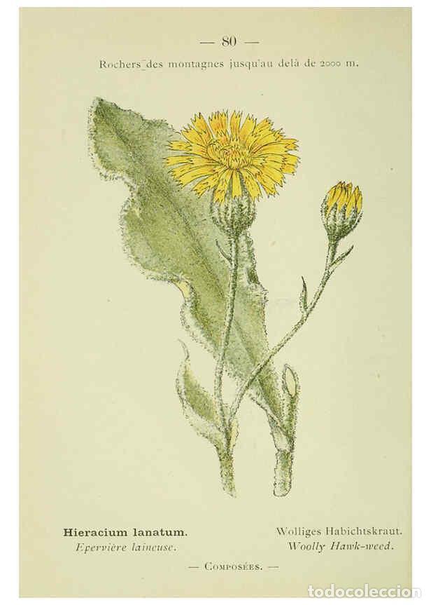 Collezionismo di Riviste e Giornali: Reproducci&oacute;n/Reproduction 6298815946: Nouvelle flore colori&eacute;e de poche des Alpes et des Pyr&eacute;n&eacute;es. v.