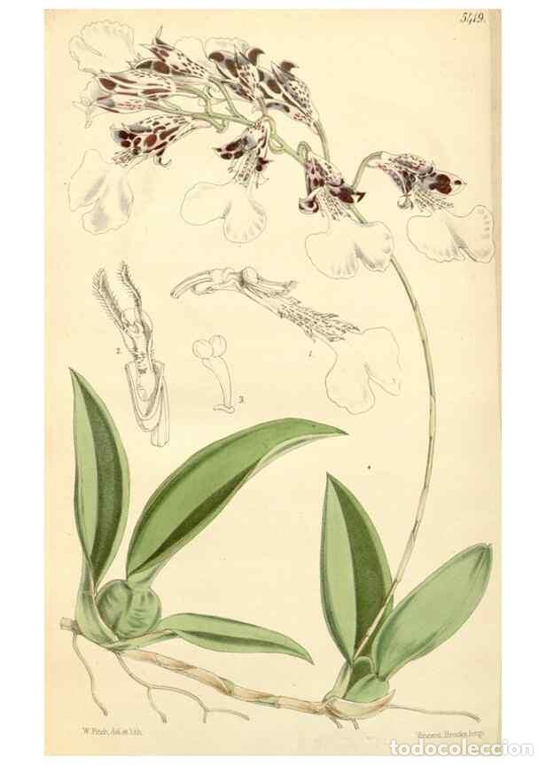 Collezionismo di Riviste e Giornali: Reproducci&oacute;n/Reproduction 8272674482: Curtis's botanical magazine.. London ;New York [etc.] :Academi