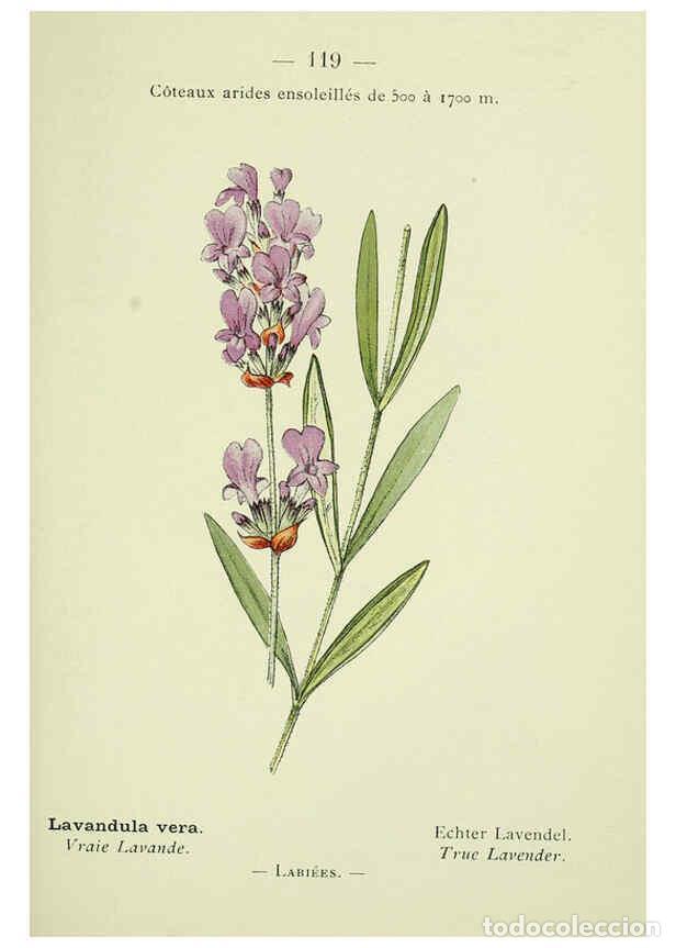 Colecionismo de Revistas e Jornais: Reproducci&oacute;n/Reproduction 6298296327: Nouvelle flore colori&eacute;e de poche des Alpes et des Pyr&eacute;n&eacute;es. v.