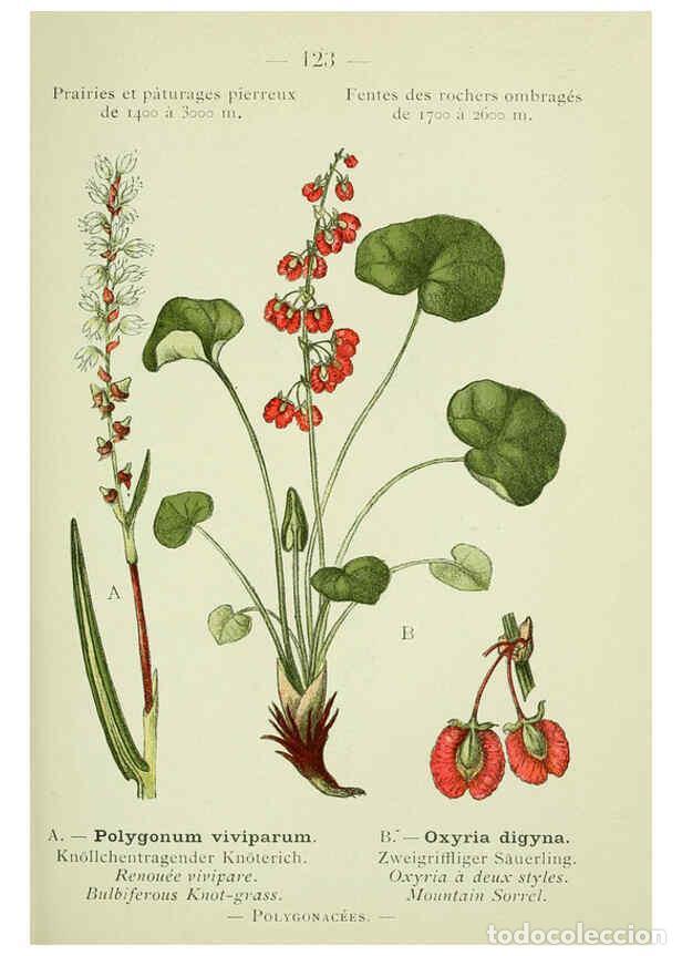 Colecionismo de Revistas e Jornais: Reproducci&oacute;n/Reproduction 6298297407: Nouvelle flore colori&eacute;e de poche des Alpes et des Pyr&eacute;n&eacute;es. v.