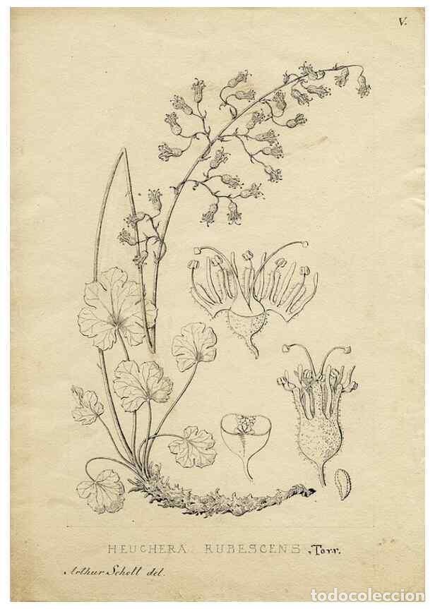 Colecionismo de Revistas e Jornais: Reproducci&oacute;n/Reproduction 8283234769: Drawings/prints associated with USPRR reports & photographs/ar