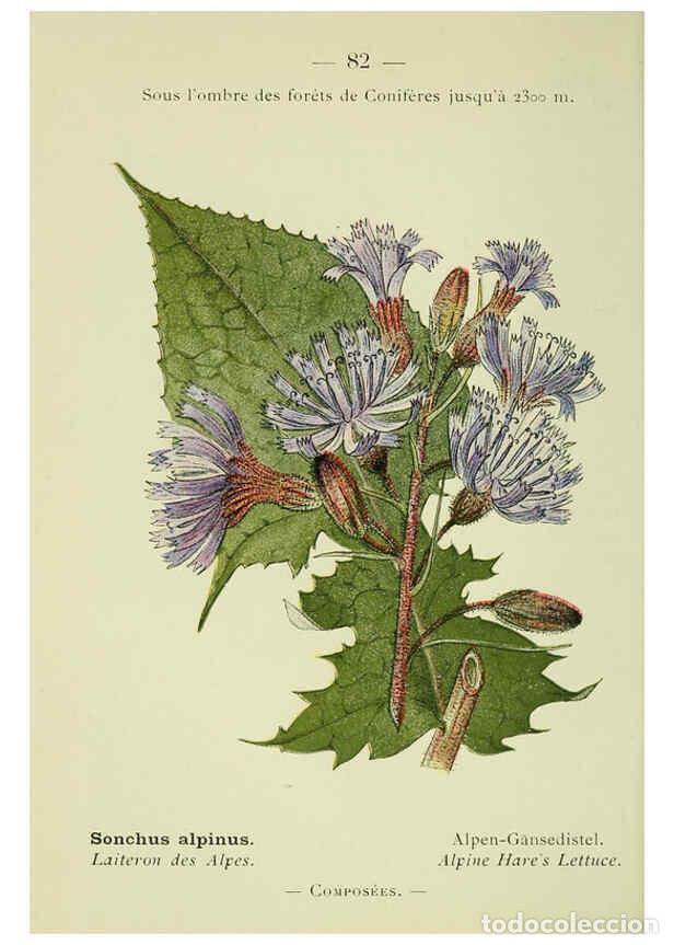 Colecionismo de Revistas e Jornais: Reproducci&oacute;n/Reproduction 6298816580: Nouvelle flore colori&eacute;e de poche des Alpes et des Pyr&eacute;n&eacute;es. v.